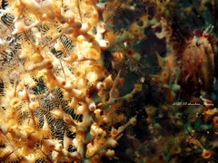 Hydrozoanthus gracilis