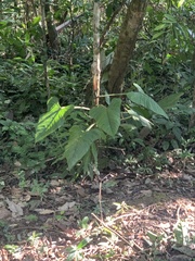 Philodendron ernestii