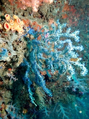 Anthogorgia caerulea