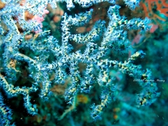 Anthogorgia caerulea
