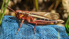 Stethophyma lineatum