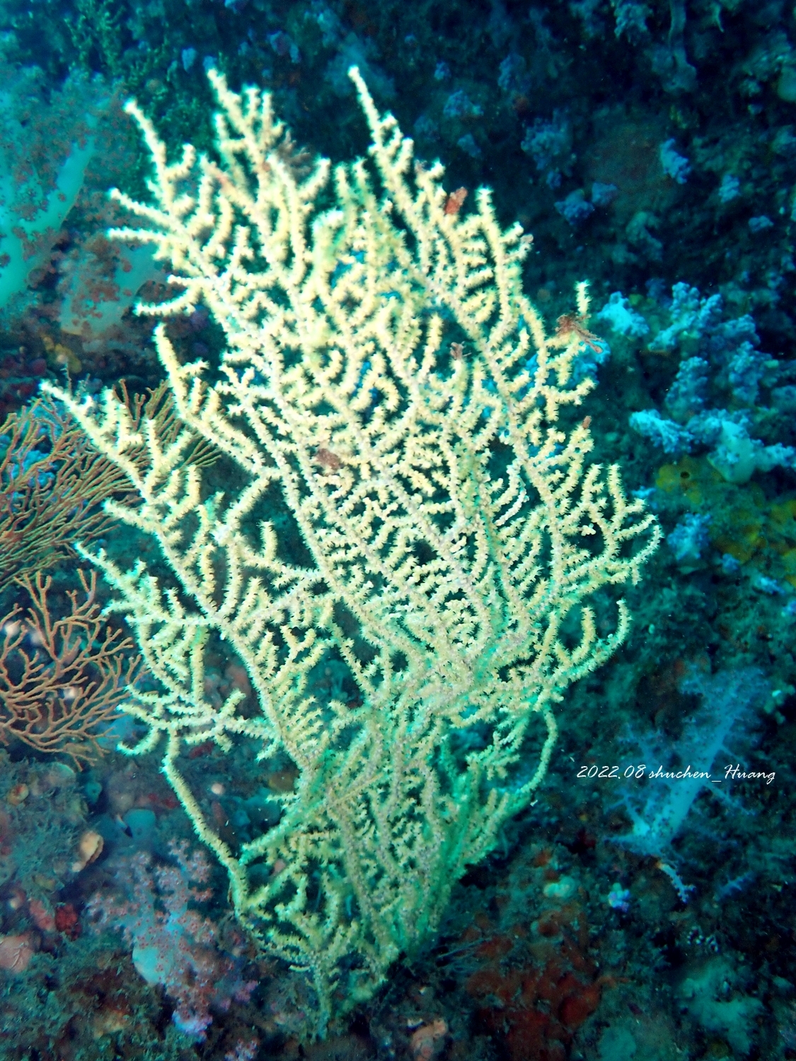 Muricella plectana Grasshoff, 1999