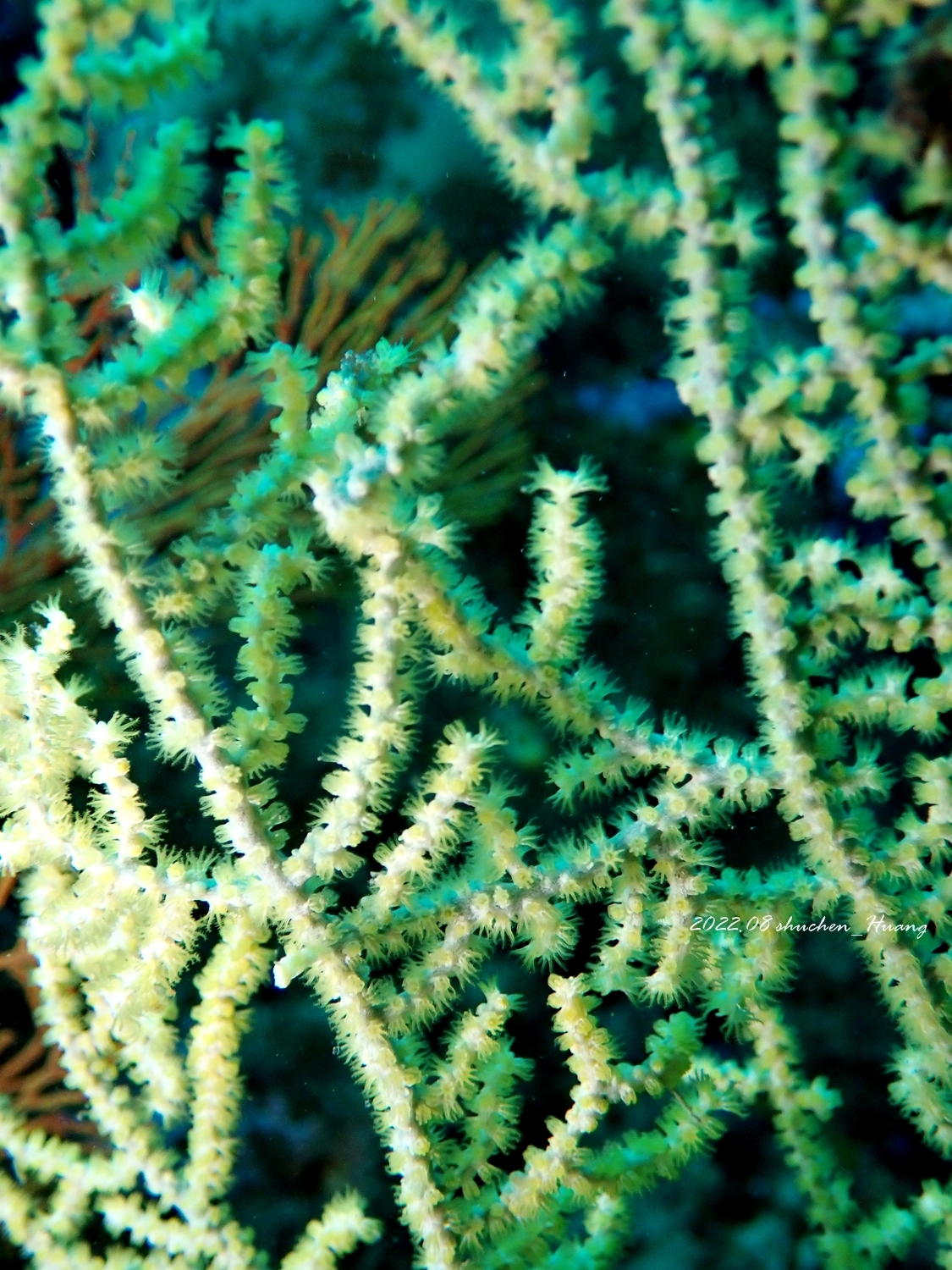 Muricella plectana Grasshoff, 1999