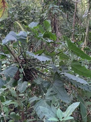 Philodendron ernestii