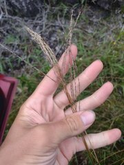 Digitaria eriostachya