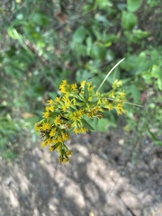 Solidago virgaurea