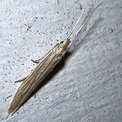 Polyhymno luteostrigella