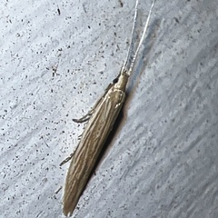 Polyhymno luteostrigella