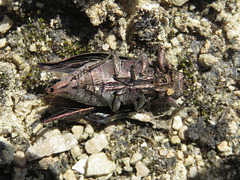 Poecilonota cyanipes