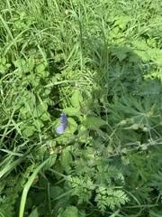 Geranium pratense