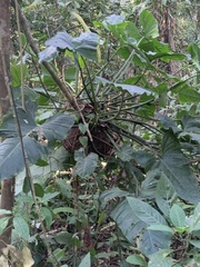 Philodendron ernestii