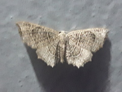 Epiplema reticulata
