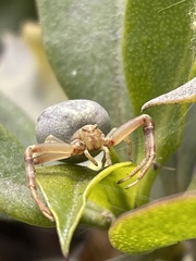 Thomisidae