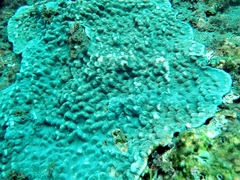 Mycedium elephantotus