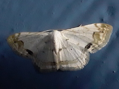 Scopula butleri