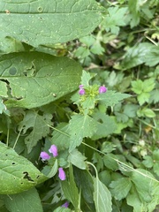 Lamium maculatum