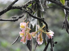 Rodriguezia granadensis