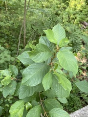 Frangula alnus