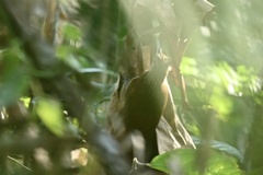 Xiphorhynchus guttatus