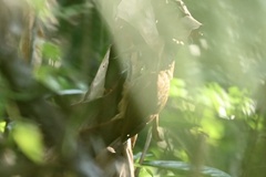 Xiphorhynchus guttatus