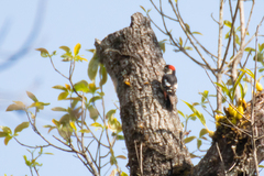 Dryobates cathpharius