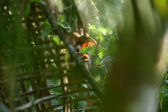 Xiphorhynchus guttatus