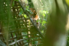 Xiphorhynchus guttatus