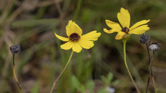 Coreopsis floridana