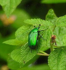 Heterorrhina elegans