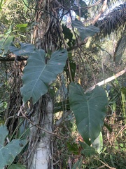 Philodendron ernestii