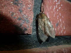 Pseudohemihyalea labecula