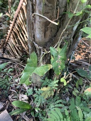 Philodendron ernestii