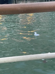 Chroicocephalus ridibundus