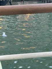 Chroicocephalus ridibundus