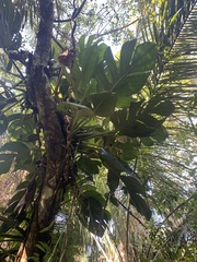 Monstera spruceana