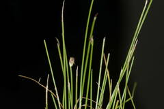 Eleocharis retroflexa