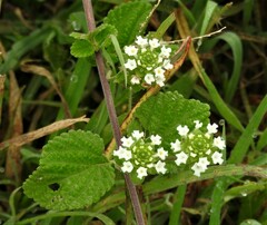 Lantana indica