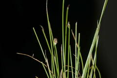 Eleocharis retroflexa