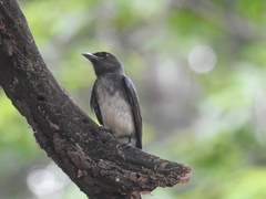 White-Bellied Drongo photo 4