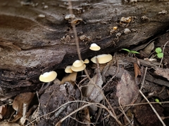 Crepidotus brunswickianus