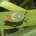 Lychee Stink Bug - Photo (c) Steve Murray, some rights reserved (CC BY-NC), uploaded by Steve Murray