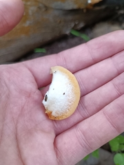 Crepidotus brunswickianus