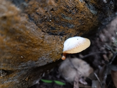 Crepidotus brunswickianus