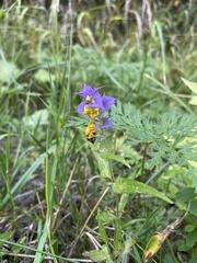 Melampyrum nemorosum