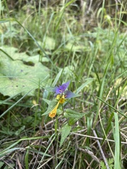 Melampyrum nemorosum