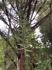Podocarpus laetus