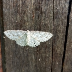 Ectropis dentilineata