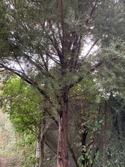 Podocarpus laetus