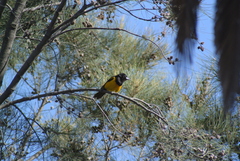 Icterus wagleri