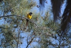 Icterus wagleri